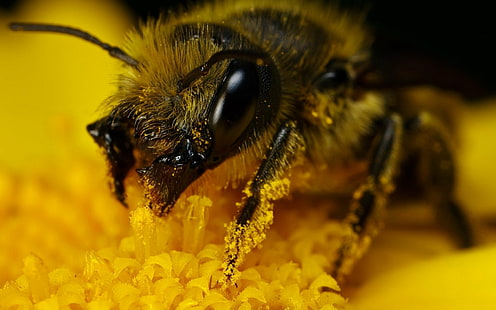 животное, пчела, цветок, макро, пыльца, желтый, HD обои HD wallpaper