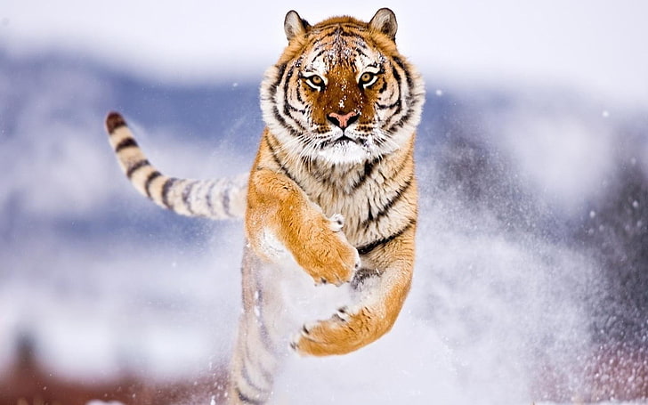 harimau, binatang, melompat, Wallpaper HD