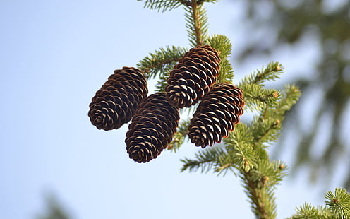 four brown pine cones, spruce, pine cones, pine, branch, HD wallpaper HD wallpaper