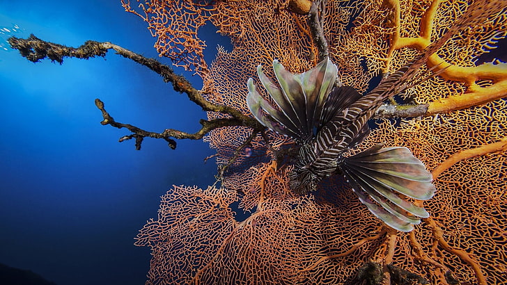 braune und graue Fische, Korallen, Feuerfische, HD-Hintergrundbild