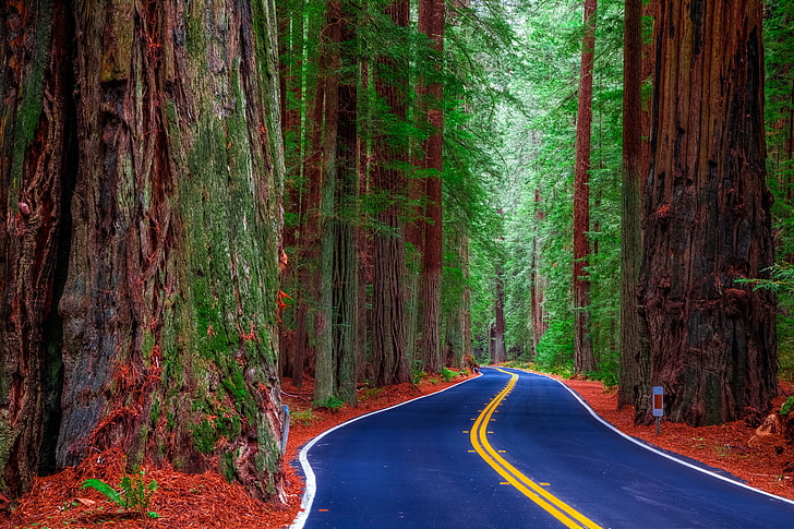 blaue und gelbe Betonstraße, Straße, Wald, Bäume, USA, Kalifornien, Redwood State Park, HD-Hintergrundbild