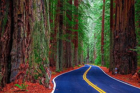 青と黄色のコンクリート道路、道路、森林、木、米国、カリフォルニア州、レッドウッド州立公園、 HDデスクトップの壁紙 HD wallpaper
