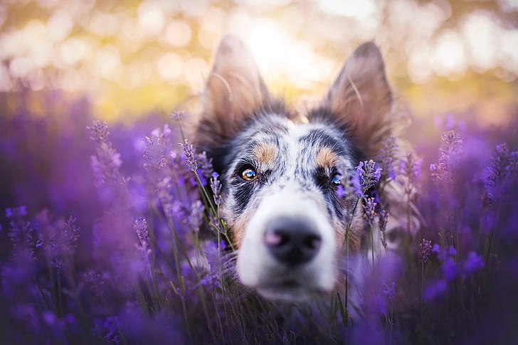 field, look, face, light, flowers, close-up, pose, portrait, dog, lavender, bokeh, the border collie, lilac background, lavender field, HD wallpaper
