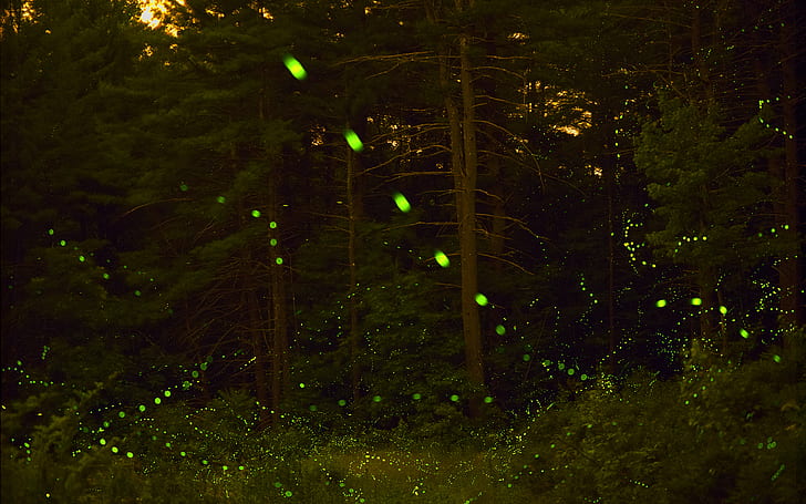 Fireflies at forest HD wallpapers free download | Wallpaperbetter