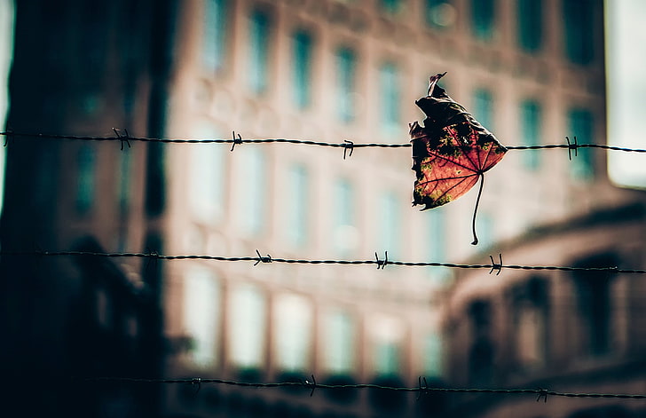 dried leaf, macro, leaves, fence, barbed wire, depth of field, HD wallpaper