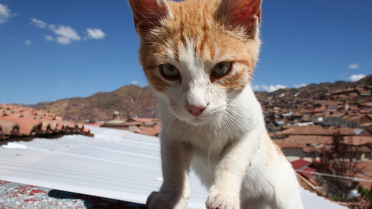 бело-оранжевый полосатый котенок, кошка, лицо, страх, беспокойство, крыша, HD обои