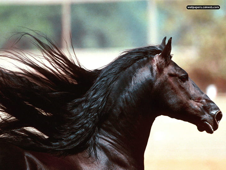 midnight friesian horse HD, hewan, kuda, Wallpaper HD