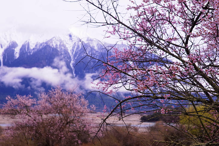 ピンクの桜、桃の花、ニンキ、桃の花、ニンキ、桃の花、ニンティ、チベット、風景、花、春、自然、ピンク色、木、花、桜、花、春、 HDデスクトップの壁紙