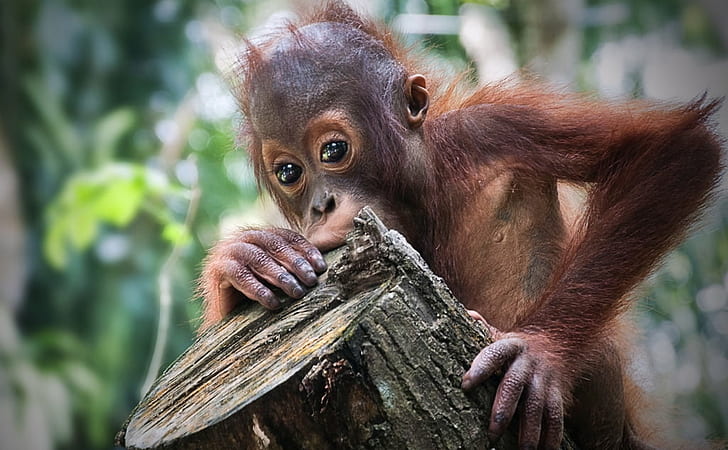 brun apa, Let's Play, DSC, brun, apa, primater, apor, orangutang, primat, djur, vilda djur, däggdjur, tropisk regnskog, apa, natur, ön Borneo, skog, asien, regnskog, utrotningshotade arter, djur i naturen , söt, HD tapet
