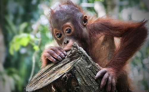 brun apa, Let's Play, DSC, brun, apa, primater, apor, orangutang, primat, djur, vilda djur, däggdjur, tropisk regnskog, apa, natur, ön Borneo, skog, asien, regnskog, utrotningshotade arter, djur i naturen , söt, HD tapet HD wallpaper