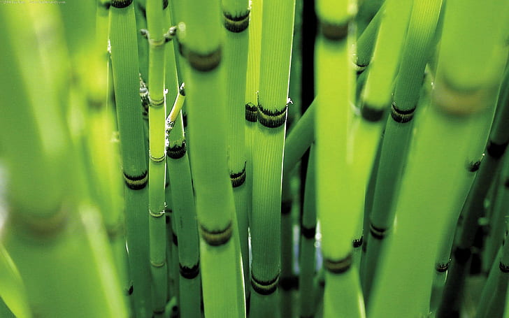 växter, bambu, HD tapet