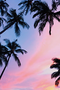 palmy, zachód słońca, widok z dołu, gałęzie, niebo, Tapety HD HD wallpaper