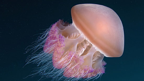 Дълбоководни медузи, Дълбоки, морски, медузи, HD тапет HD wallpaper