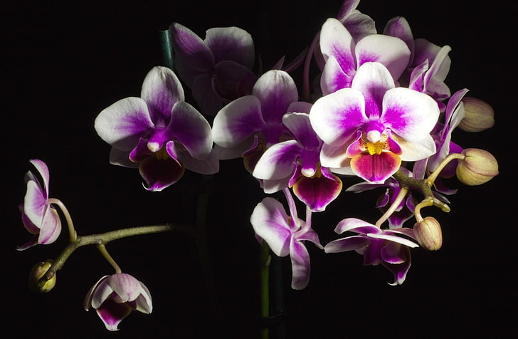 vita och rosa orkidéer, orkidé, blomma, svart bakgrund, vacker, HD tapet