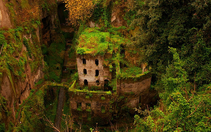 Nature taking over the ruins, brown concrete castle, photography, 1920x1200, tree, forest, ruin, HD wallpaper