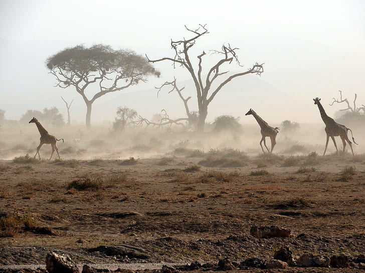 three giraffes on brown soil, giraffes, Giraffes, dust, brown soil, giraffe, kenya, amboseli national park, africa, nature, wildlife, animal, safari Animals, animals In The Wild, namibia, mammal, desert, safari, antelope, savannah, tree, landscape, wilderness Area, HD wallpaper