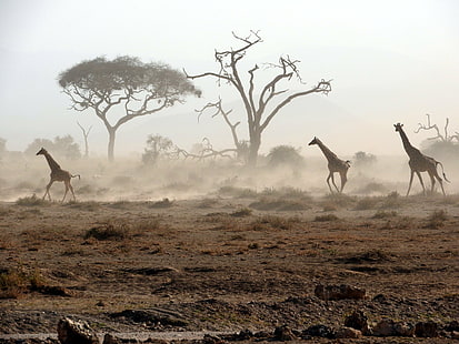 trois girafes sur sol brun, girafes, girafes, poussière, sol brun, girafe, kenya, parc national amboseli, afrique, nature, faune, animal, safari Animaux, animaux à l'état sauvage, namibia, mammifère, désert, safari, antilope, savane, arbre, paysage, région sauvage, Fond d'écran HD HD wallpaper