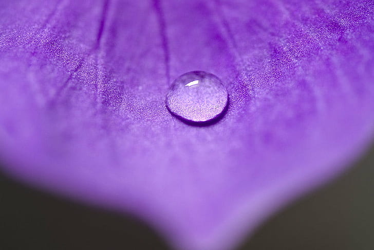 closeup photo of droplet of water, Macro, Purple Flower, closeup, photo, droplet, micro, tamron, 90mm, close  up, plant, nature, flora, sydney  australia, water  drop, drops, droplets, petals, close-up, drop, backgrounds, HD wallpaper