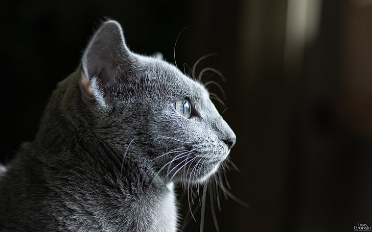 cat eyes, cat, dark, Russian Blue, animal ears, cat ears, animals, animal eyes, macro, HD wallpaper