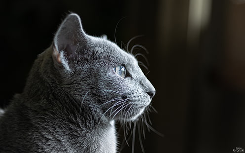 olhos de gato, gato, escuro, azul russo, orelhas de animais, orelhas de gato, animais, olhos de animais, macro, HD papel de parede HD wallpaper