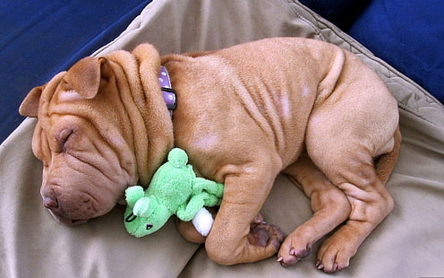 Funny Puppy Sleeping นอนน่ารักลูกสุนัขสัตว์, วอลล์เปเปอร์ HD HD wallpaper