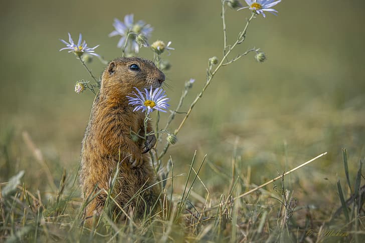 grass, flowers, nature, animal, marmot, Alexander Makeev, HD wallpaper