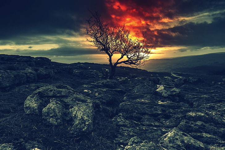 black and brown tree and trees, sky, red, night, rocks, trees, Land of the Lost, HD wallpaper