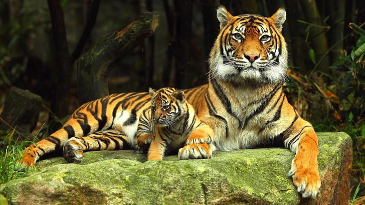 тигр, тигры, детка, тигренок, живая природа, животные, HD обои