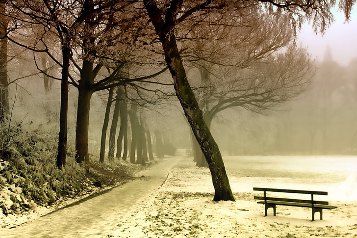 bench, cold, dawn, environment, fall, fog, foggy, frost, haze, landscape, mist, nature, outdoors, park, path, pathway, placid, road, scenic, season, seasons, snow, snowy, trees, weather, winter, wood, HD wallpaper