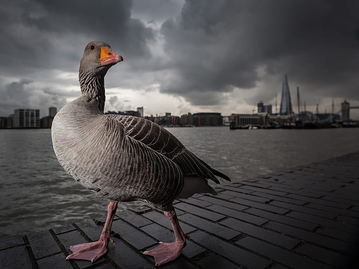 Gray goose walking in the Thames side, London, Gray, Goose, Walking, Thames, Side, London, HD wallpaper