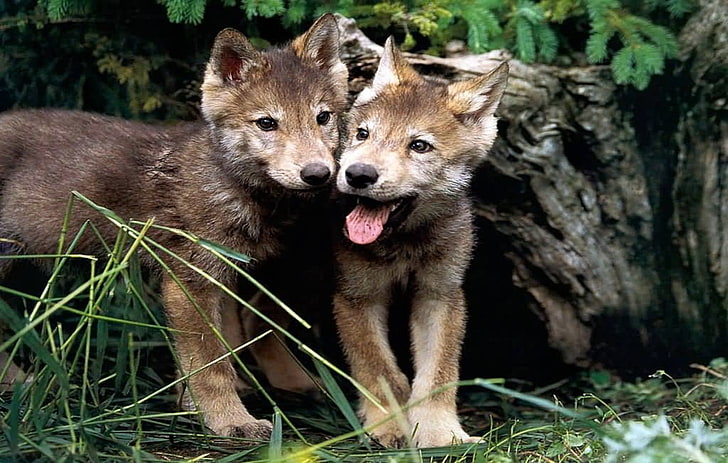 オオカミの子犬、かわいい、子犬、オオカミ、動物、 HDデスクトップの壁紙
