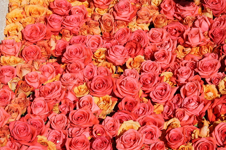 Rosas, rosa, naranja, textura, flor, rosa, alfombra, piel, trandafir, Fondo de pantalla HD