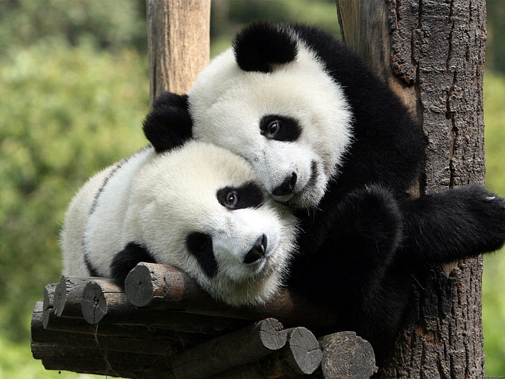 nature love black white animals bamboo panda bears bears 2560x1920  Animals Bears HD Art , nature, Love, HD wallpaper