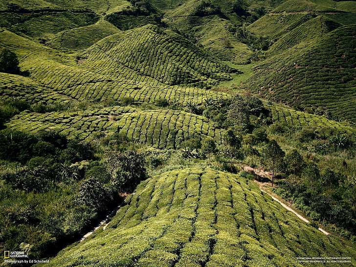 Montagne couverte de plantes à feuilles vertes, National Geographic, paysage, champ, Malaisie, Cameron Highlands, Fond d'écran HD
