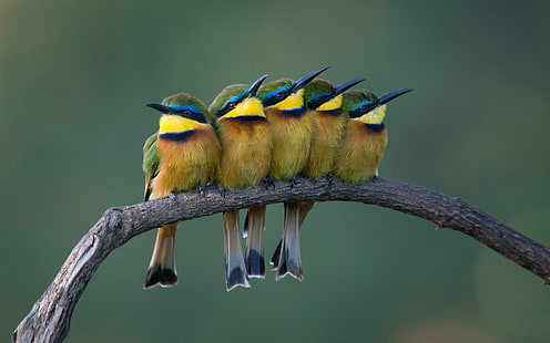 Aves, Abelharuco, Pássaro, Galho, HD papel de parede HD wallpaper