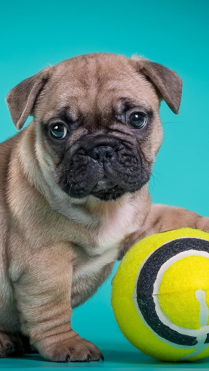Buldog francuski Puppy With Ball, dorosły mops płowy, zwierzęta, pies, piłka, szczeniak, buldog, Tapety HD, tapety na telefon