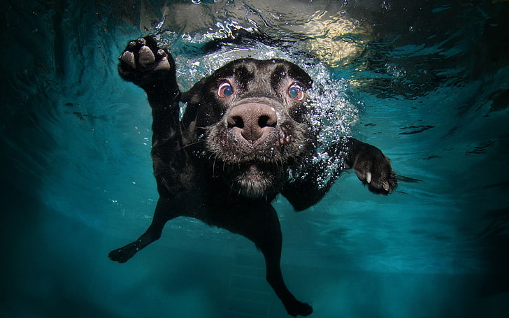 adult black Labrador retriever, dog, underwater, swimming, animals, nature, water, bubbles, muzzles, legs, swimming pool, black, HD wallpaper