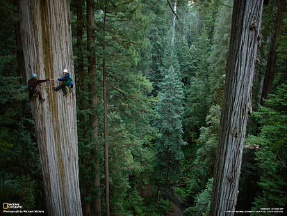Redwood Trees Forest Climb HD, pohon hijau, alam, pohon, hutan, memanjat, redwood, Wallpaper HD HD wallpaper