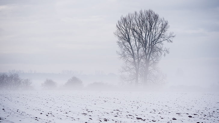 vinter, snö, landskap, träd, HD tapet