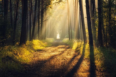  road, forest, rays, light, shadow, forrest, Tomczak Michael, HD wallpaper HD wallpaper