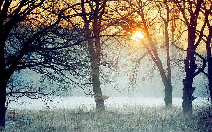 Morgennebel im Wald, Morgen, Nebel, Wald, HD-Hintergrundbild