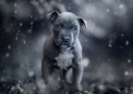 Dogs, American Pit Bull Terrier, Baby Animal, Dog, Pet, Puppy, HD wallpaper HD wallpaper