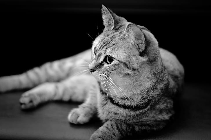 grayscale tabby cat photography, Exhausted, grayscale, tabby cat, photography, BandW, DOF, black and white, bokeh, nikkor, f1.8, domestic Cat, pets, animal, cute, domestic Animals, fur, mammal, feline, HD wallpaper