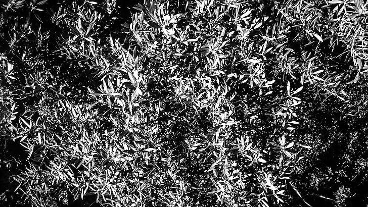hitam dan putih, latar belakang hitam, cahaya dan bayangan, satu warna, ibu pertiwi, najib, alam, malam, pohon minyak, zaitun, kualitas, bayangan, Wallpaper HD