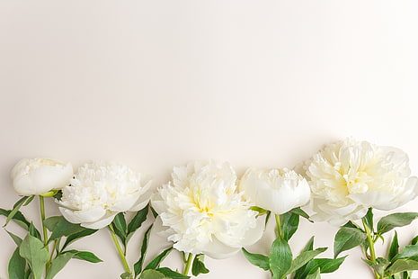 blommor, vita, vackra, pioner, HD tapet HD wallpaper