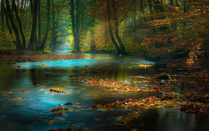 Germany, sun rays, sunlight, landscape, river, leaves, mist, nature, morning, forest, trees, water, fall, HD wallpaper