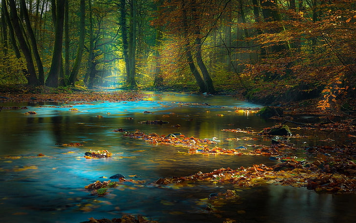 leaves on body of water wallpaper, calm body of water surrounded with brown trees, nature, landscape, forest, river, fall, leaves, sun rays, mist, sunlight, trees, morning, Germany, water, HD wallpaper