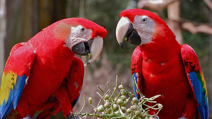 Macaw Parrot Hd Wallpaper For Laptop And Mobile Free Downoload, HD papel de parede