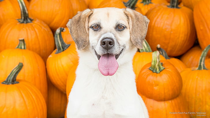 Pumpkin Patch Pup, Franklin, Tennessee, Dogs, Tapety HD