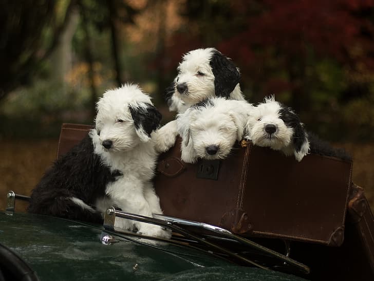 dogs, puppies, suitcase, Quartet, Bobtail, The old English Sheepdog, HD wallpaper